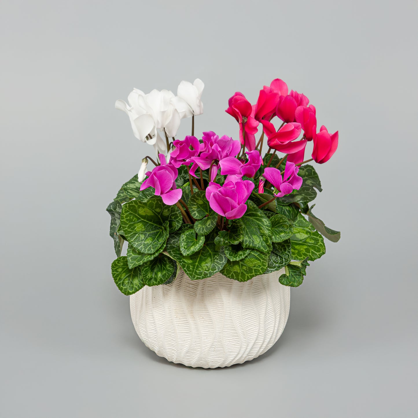 3 plants Cyclamen Harmony Pot