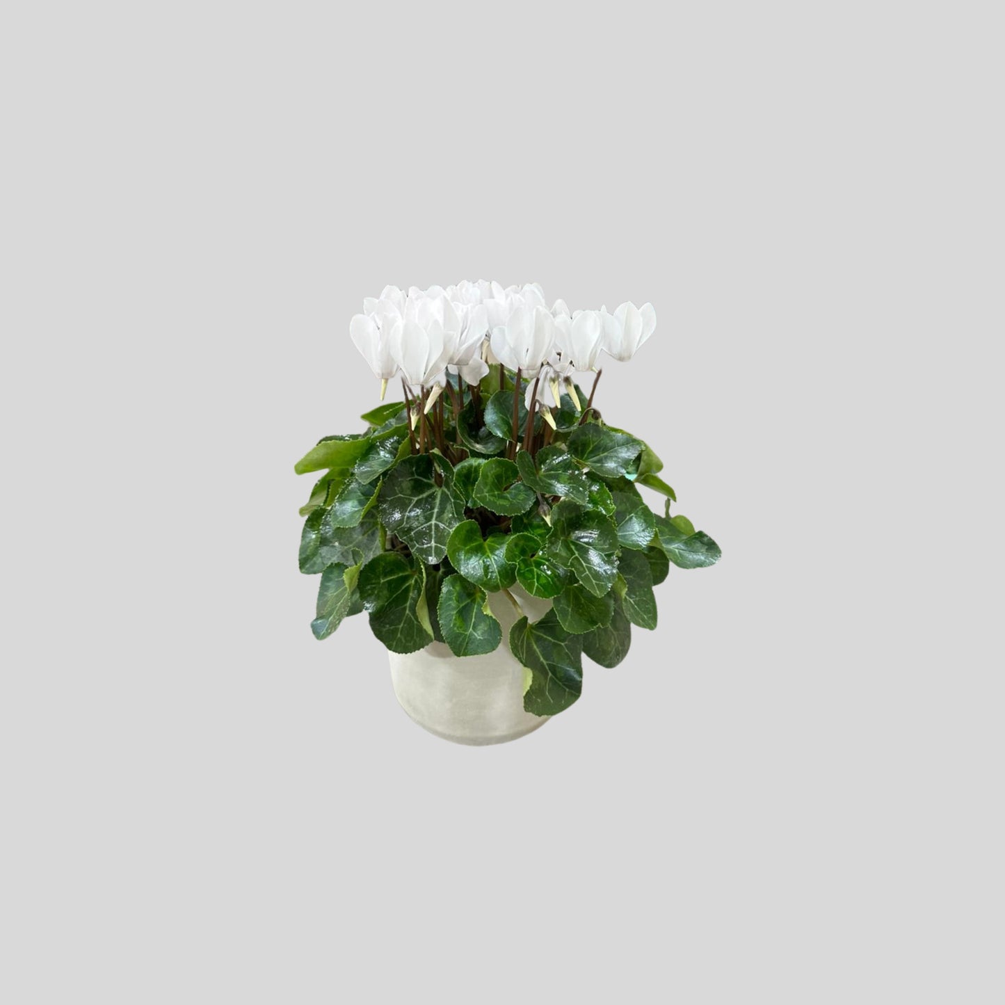 White Bloom Decorative Plant