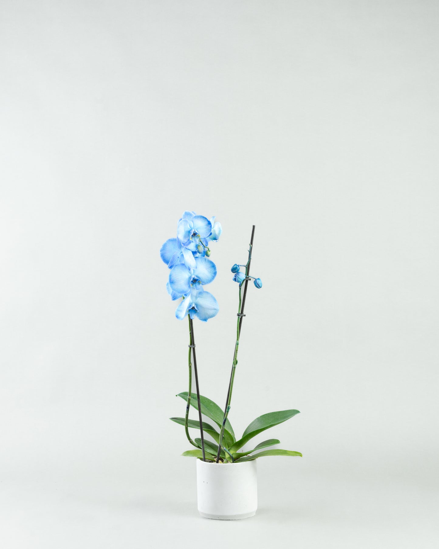 Azure Allure: Blue Phalaenopsis Orchids in Colored Concrete Planters hb