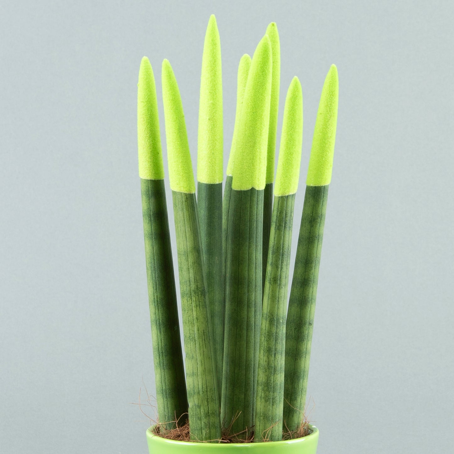 Velvet Greens: Sansevieria in Textured Pottery Pistachio