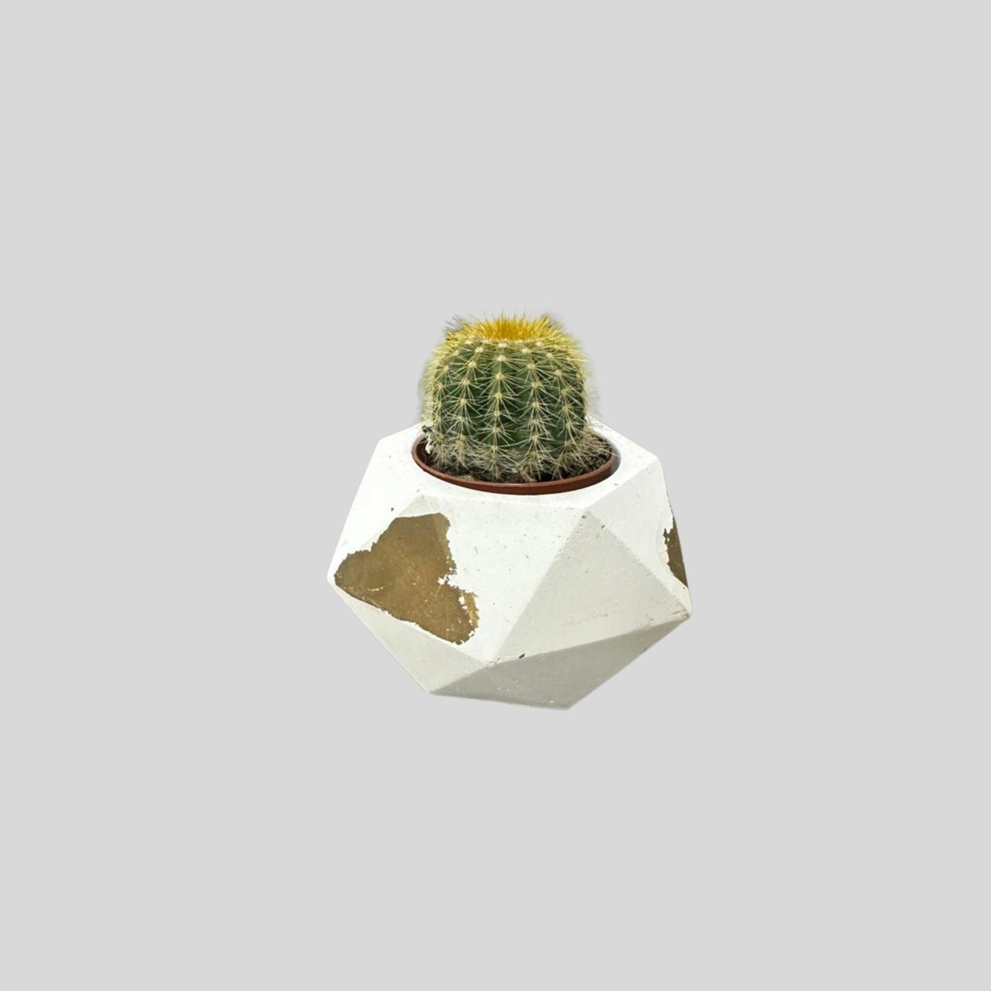 Golden Tip Cactus Sculpture Pot