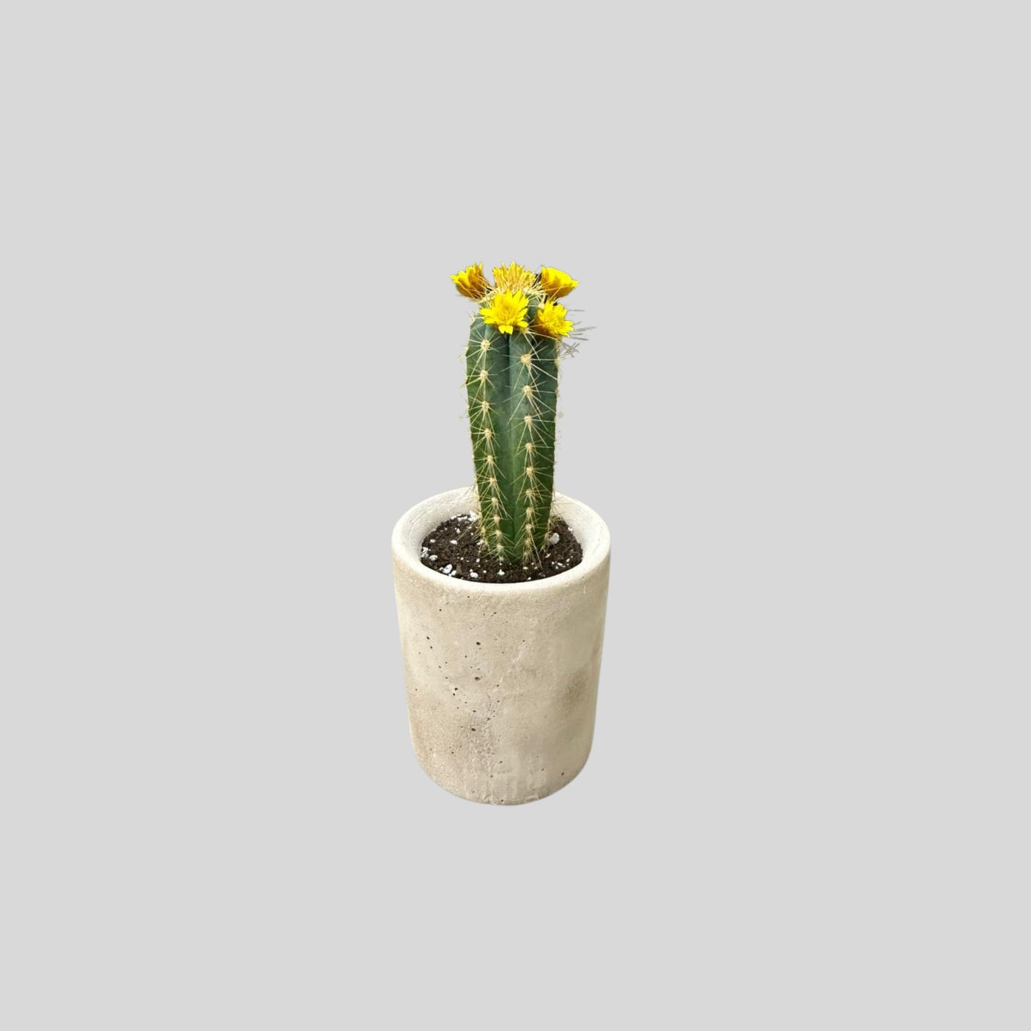 Tall Desert Cactus Pot