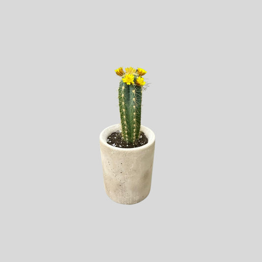 Tall Desert Cactus Pot
