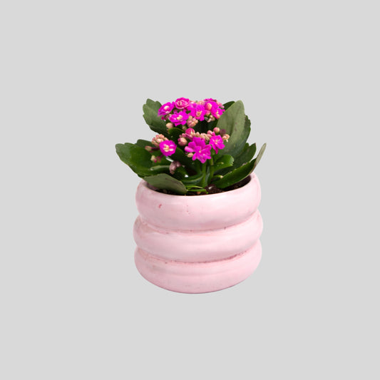 Pink Blossom Succulent Pot