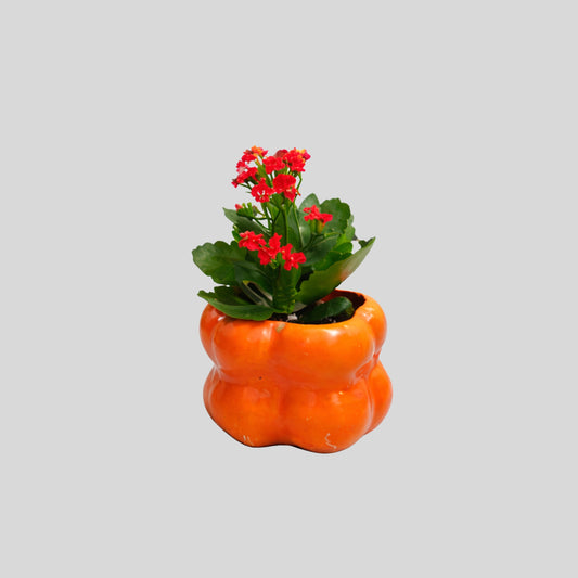 Orange Pot Mini Flower Plant
