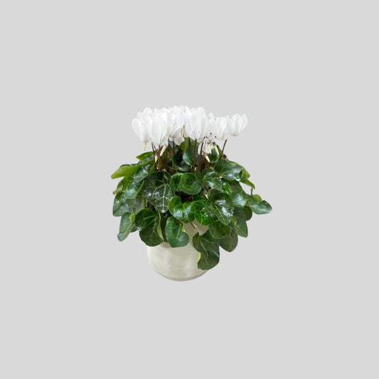 White Bloom Decorative Plant