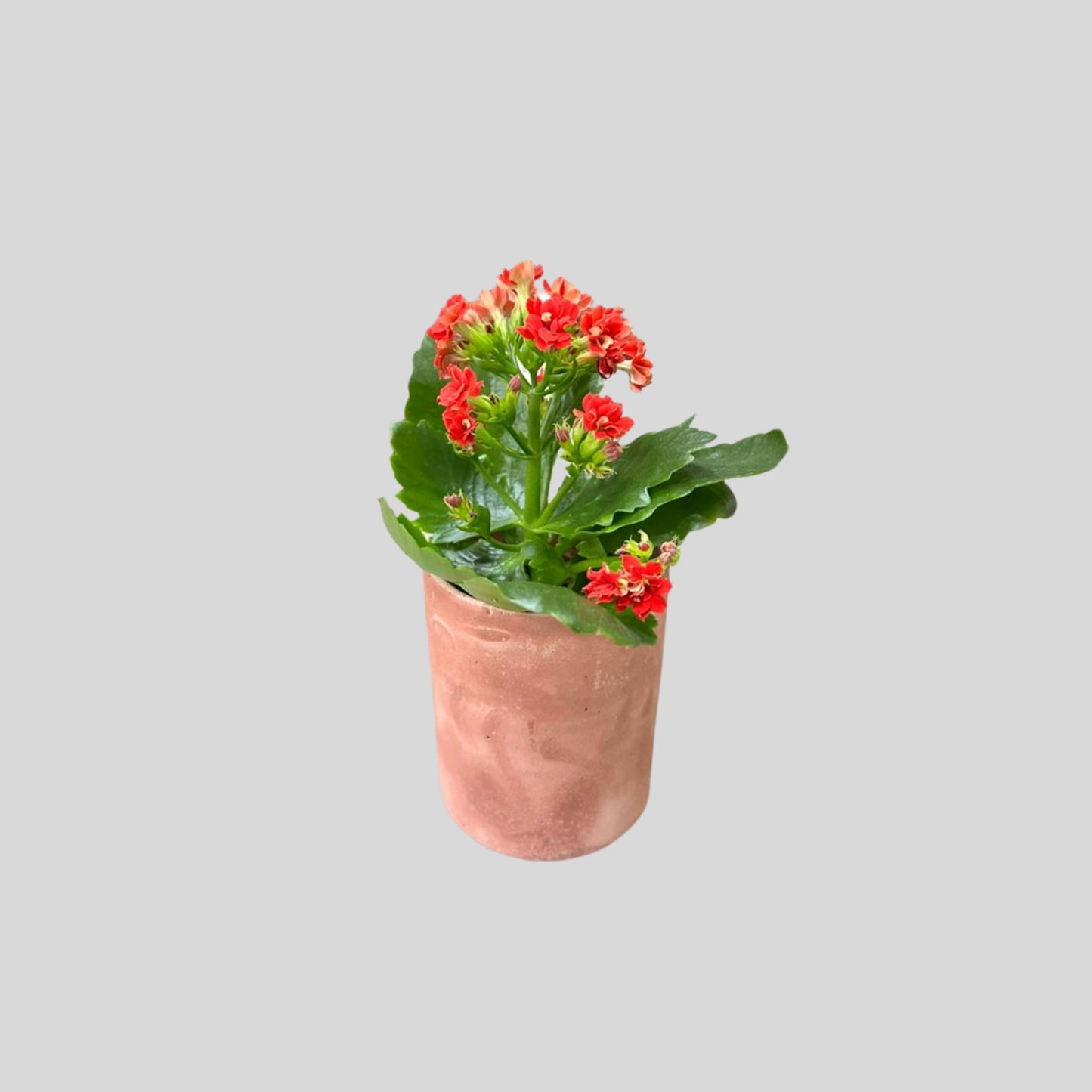 Garden Bloom Mini Planter