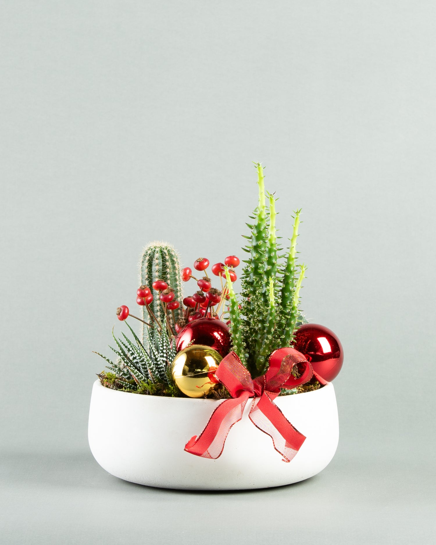 Exquisite Cactus Collection in Contemporary Concrete Bowl