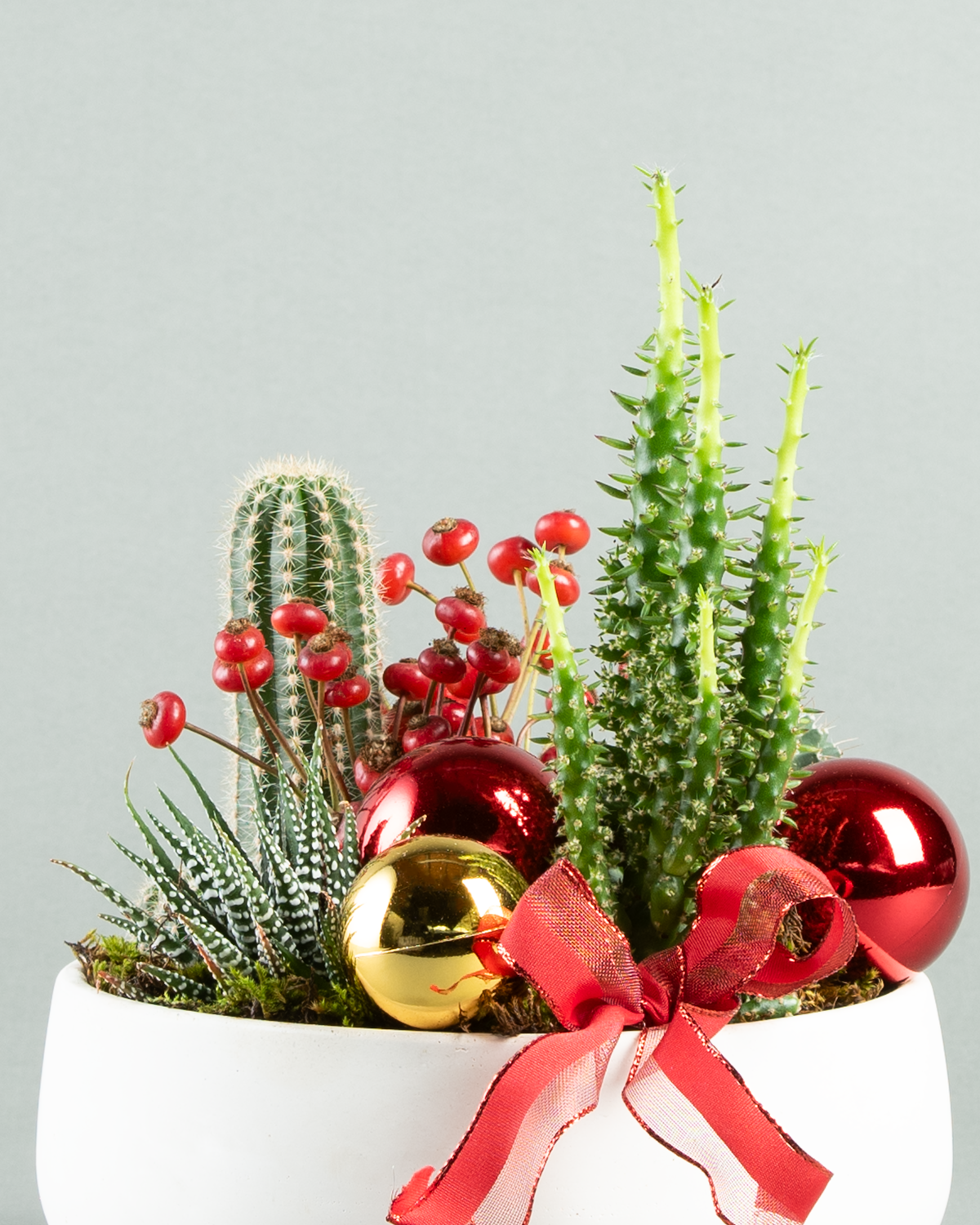 Exquisite Cactus Collection in Contemporary Concrete Bowl