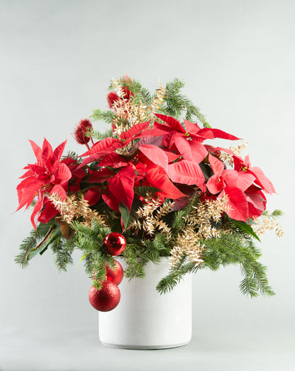 Red Poinsettia &amp; Gold Ruscus in Decorative Concrete Planter