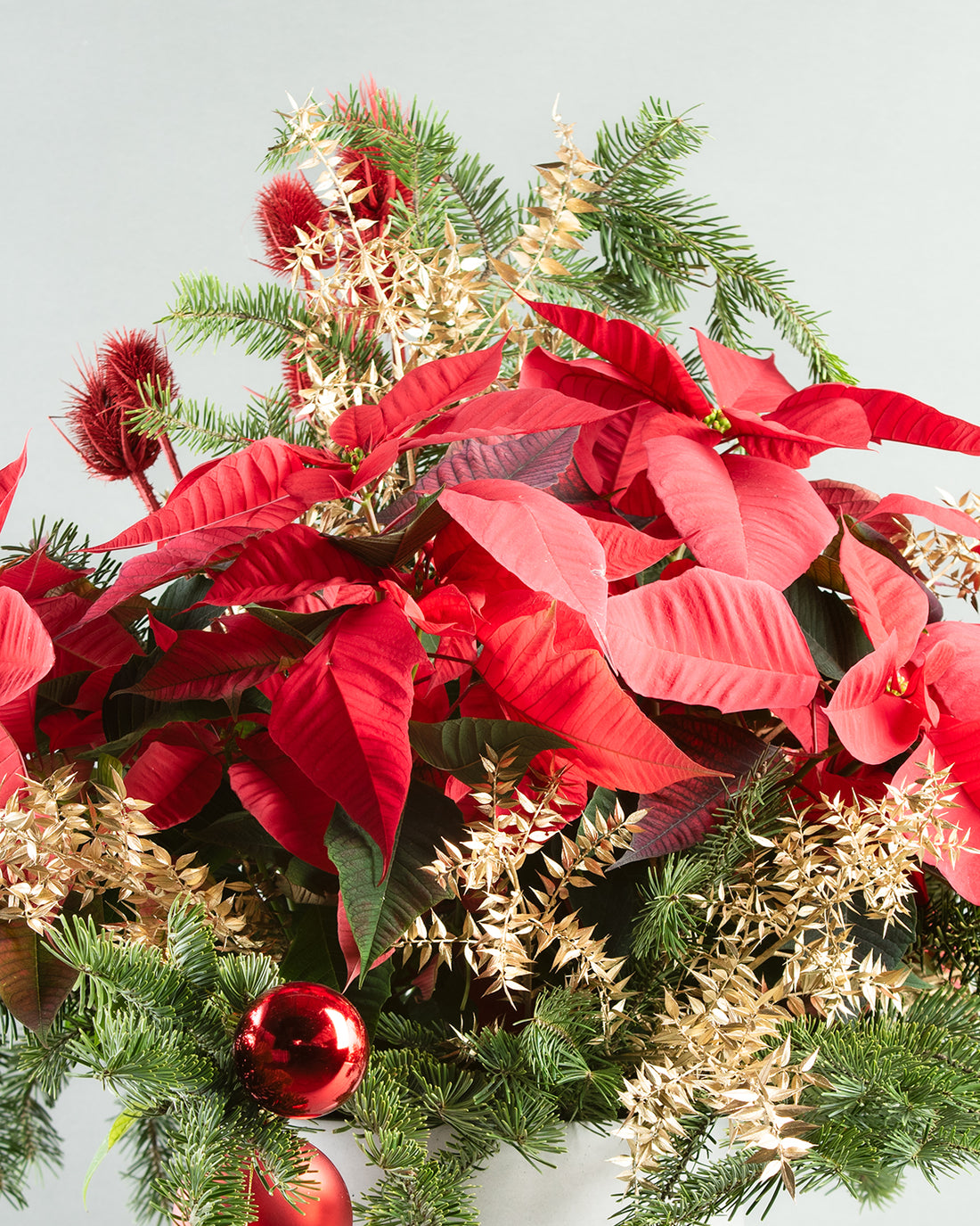 Red Poinsettia &amp; Gold Ruscus in Decorative Concrete Planter