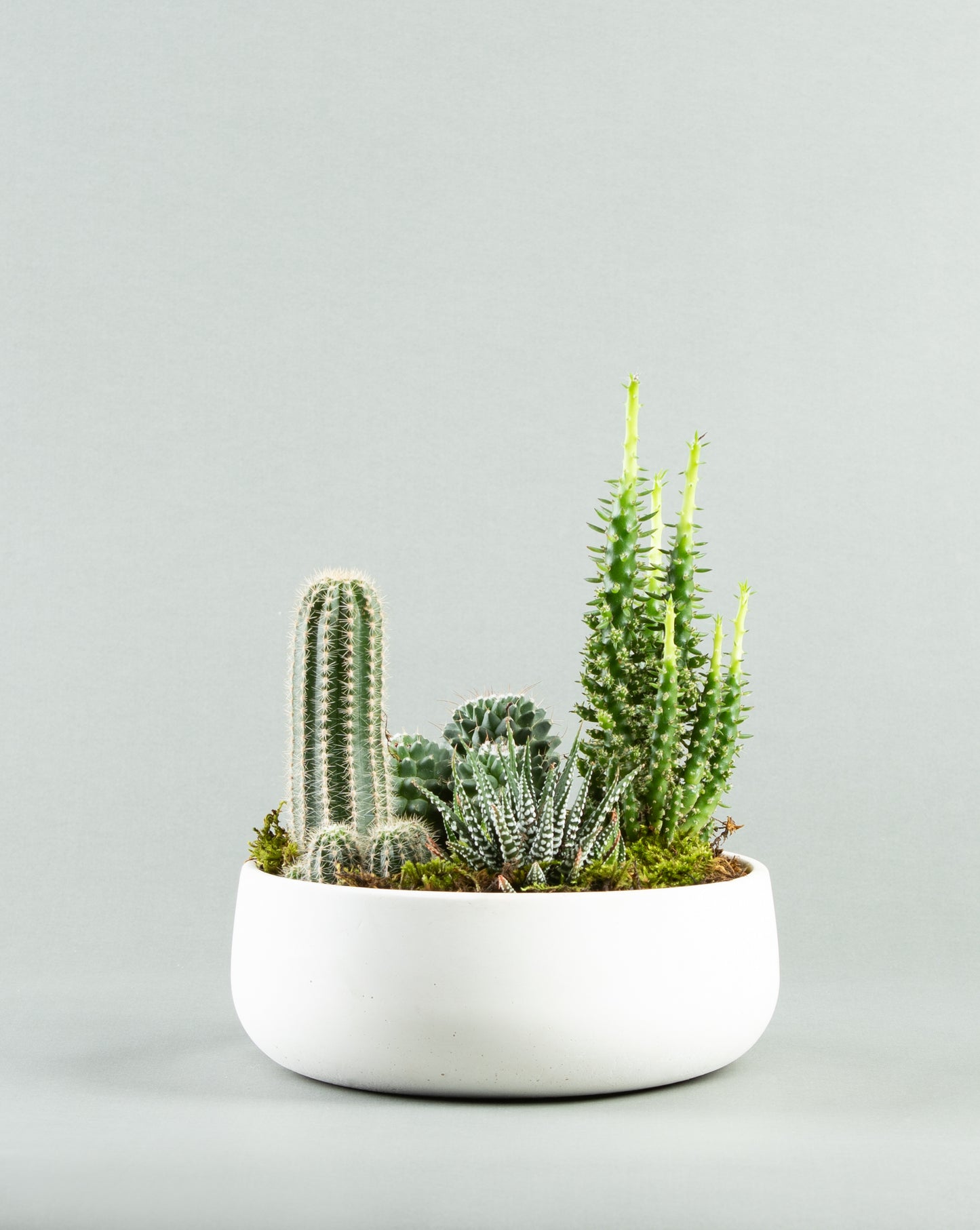 Quartet Cactus Collection in Modern Planter