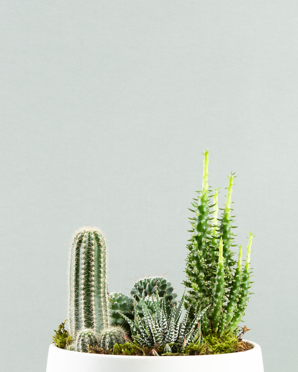 Quartet Cactus Collection in Modern Planter