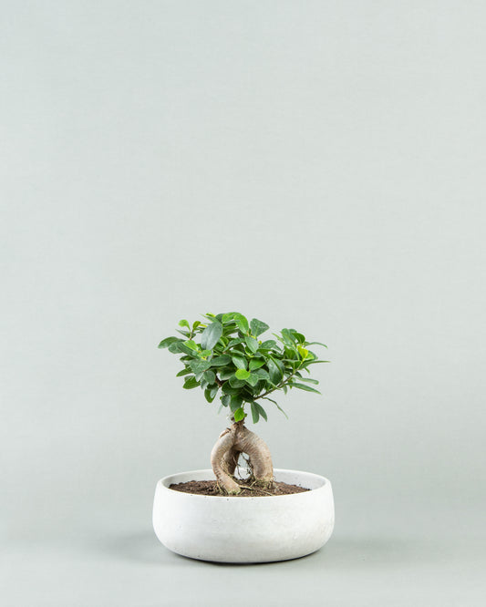 Compact Ficus Bonsai in Elegant Display