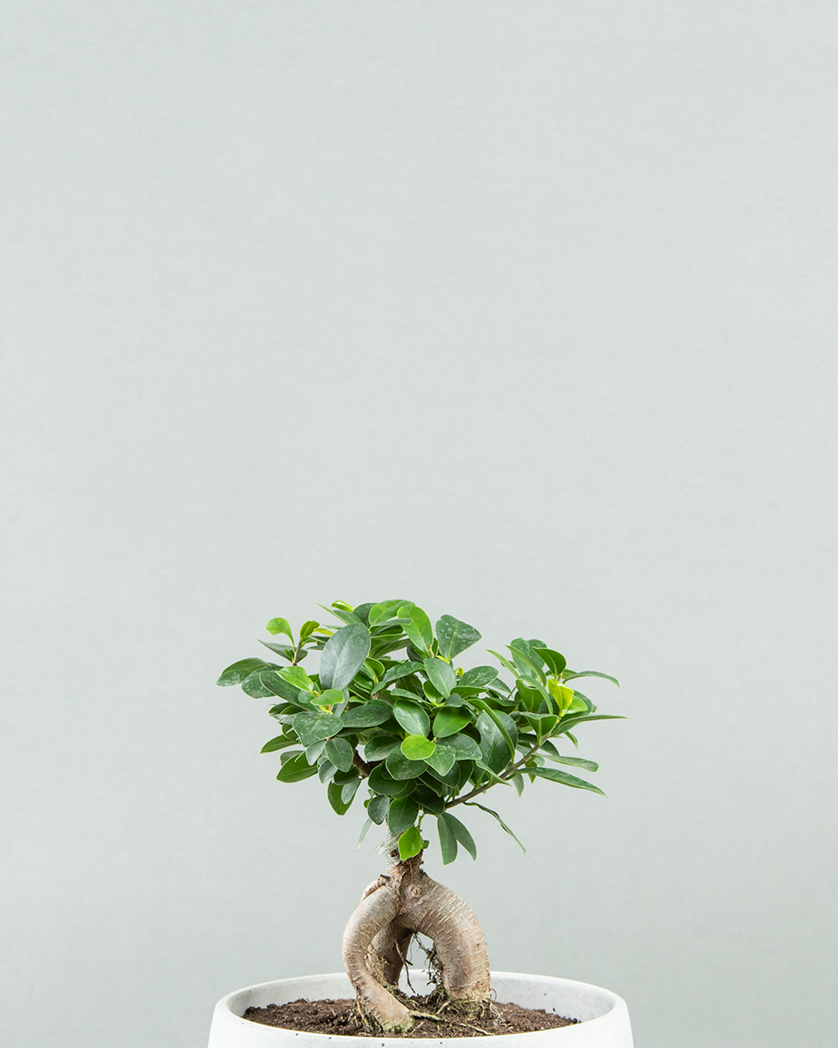 Compact Ficus Bonsai in Elegant Display