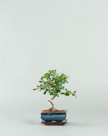 Carmona Bonsai Masterpiece in Petite Form