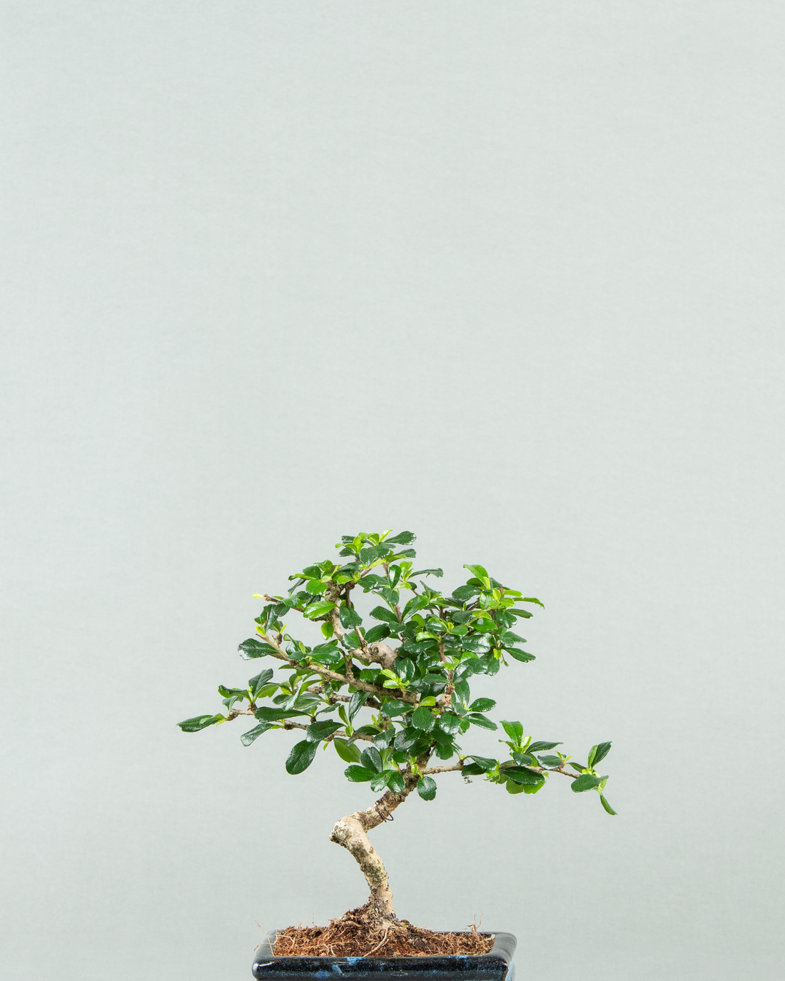 Carmona Bonsai Masterpiece in Petite Form