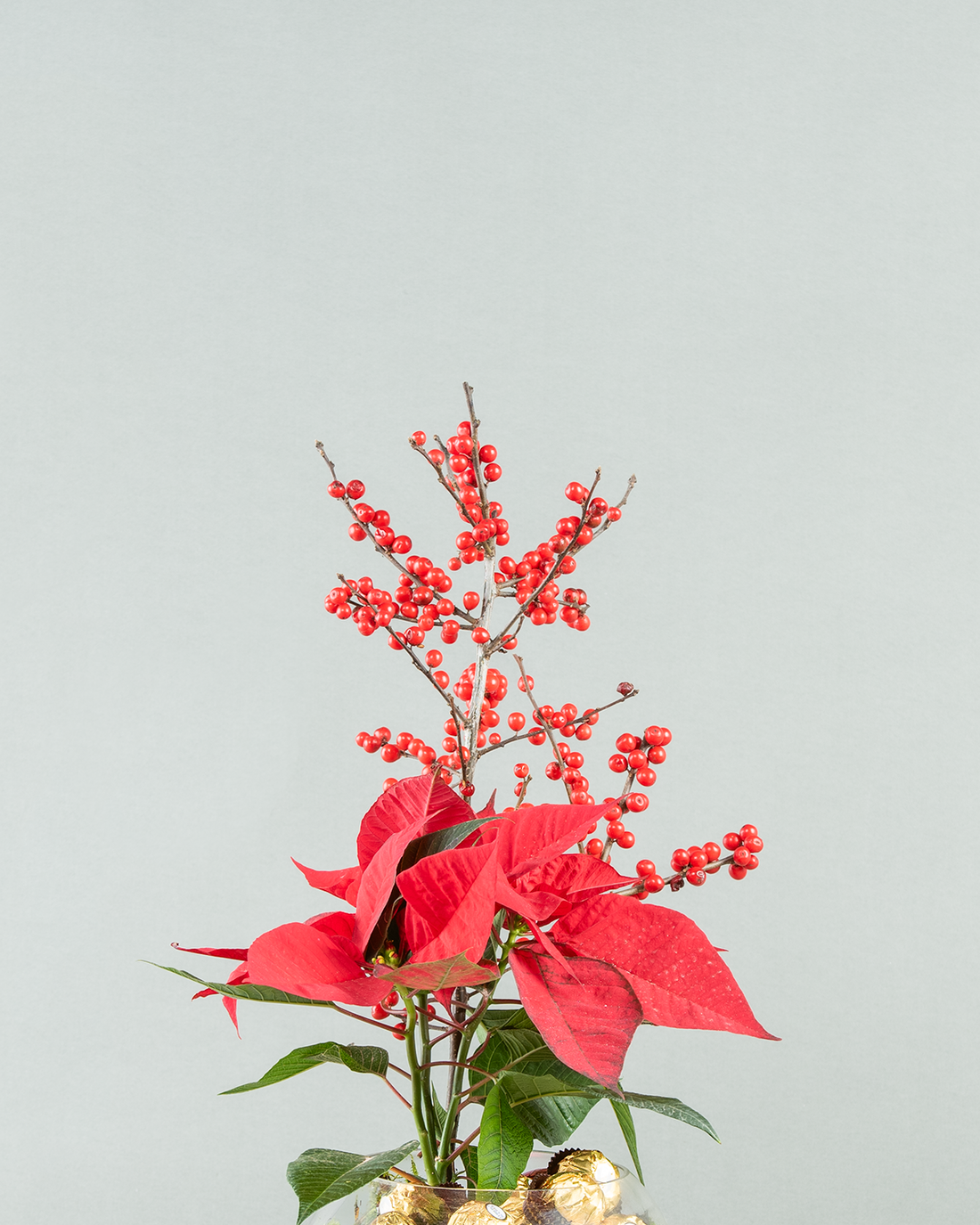 Festive Poinsettia &amp; Ilex Arrangement with Chocolate in Glass Vase