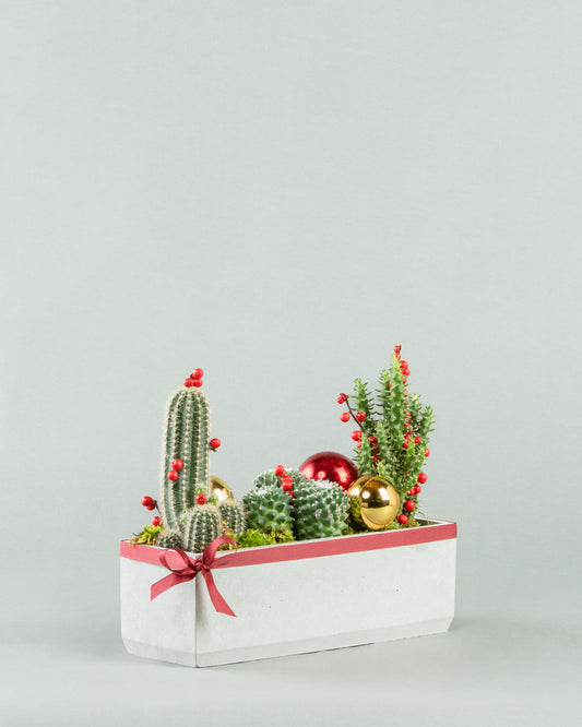 Cactus Trio in Chic Rectangular Concrete Planter