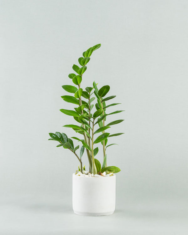 Zee Zee Plant in Cylindrical Concrete Planter – Charly Floral
