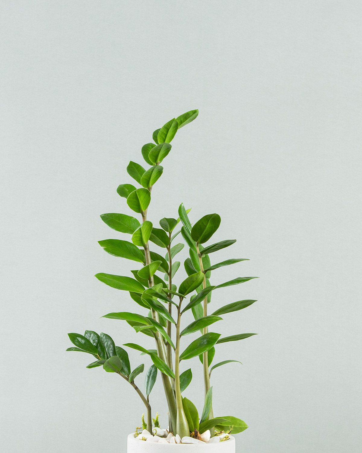 Zee Zee Plant in Cylindrical Concrete Planter