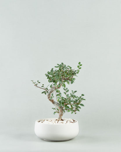 Chinese Elm Bonsai in Elegant Concrete Bowl