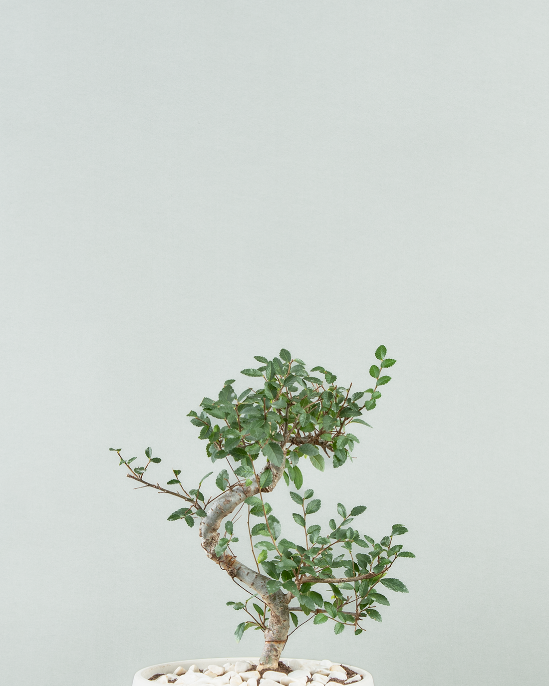 Chinese Elm Bonsai in Elegant Concrete Bowl