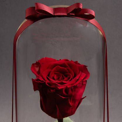 Classic Red Eternal Roses: Timeless Passion