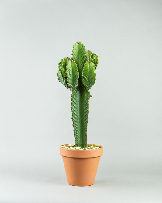 Tall Euphorbia Cactus in Elegant Pottery Planter