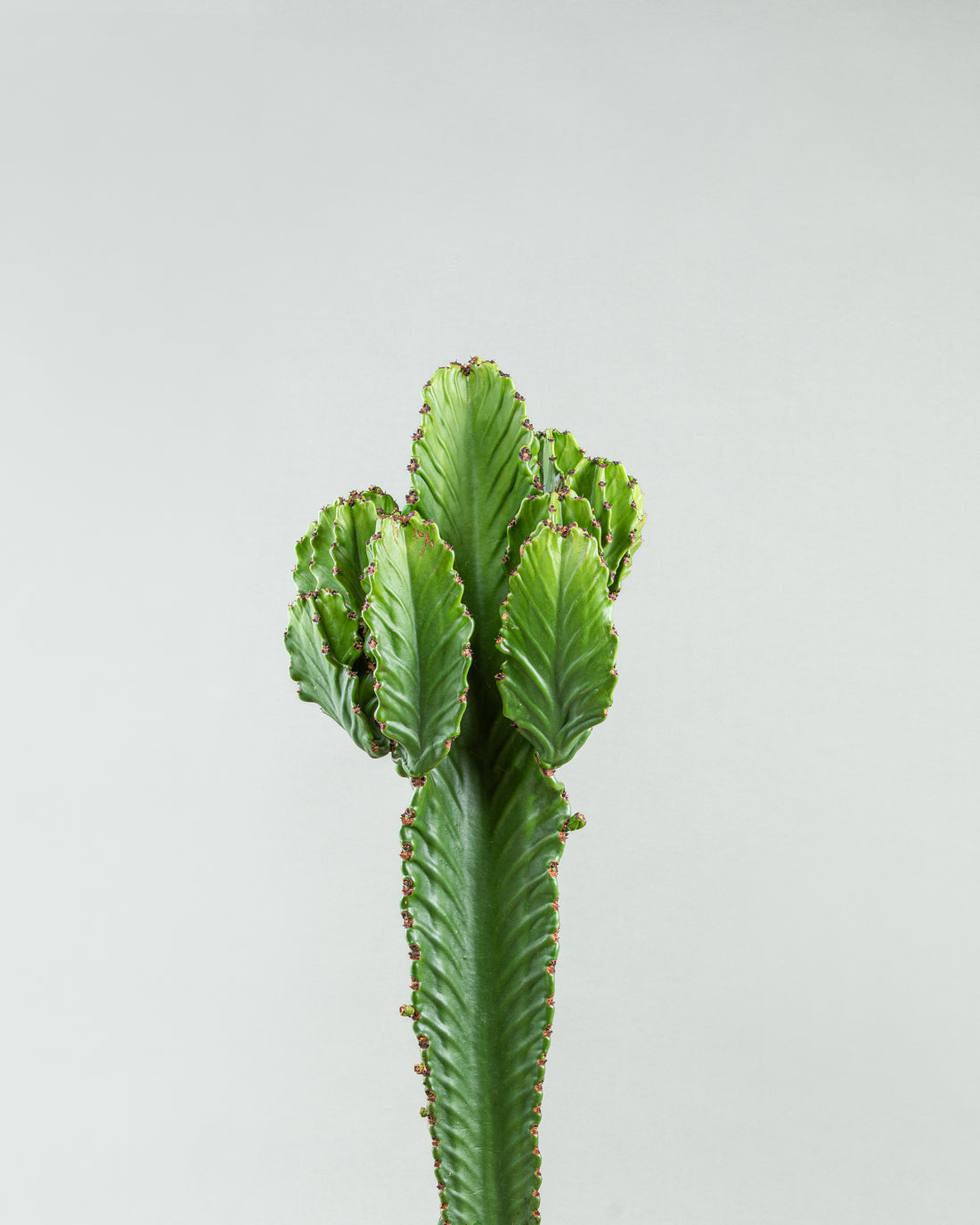 Tall Euphorbia Cactus in Elegant Pottery Planter