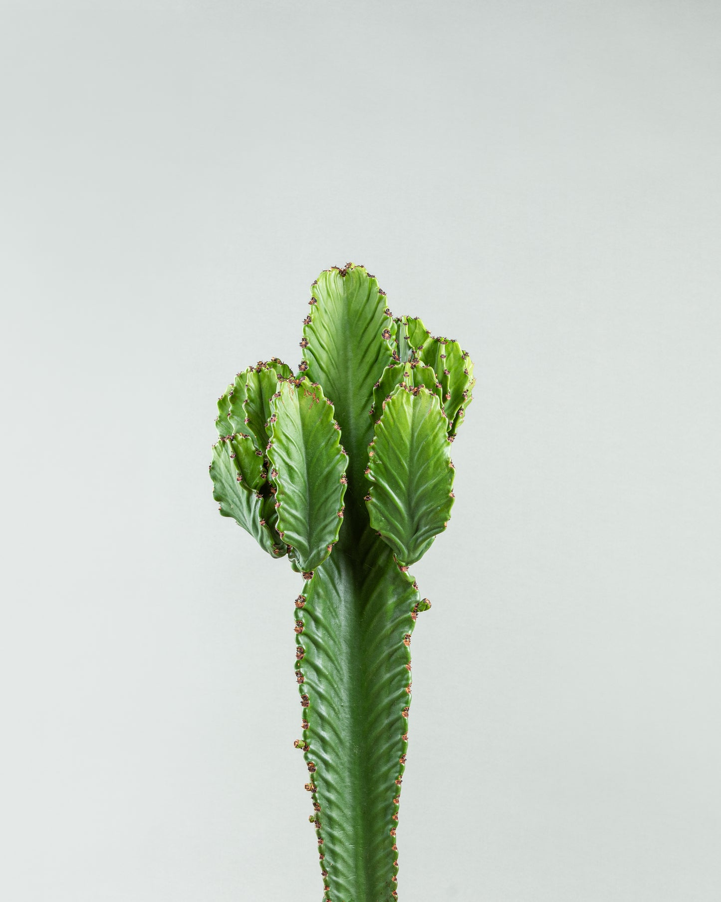 Tall Euphorbia Cactus in Elegant Pottery Planter