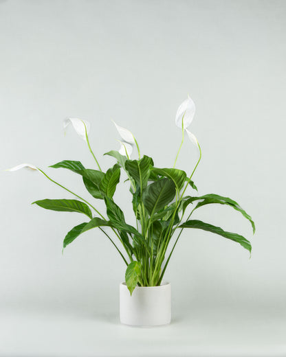 Spathiphyllum Elegance in Assorted Concrete Pottery Collection