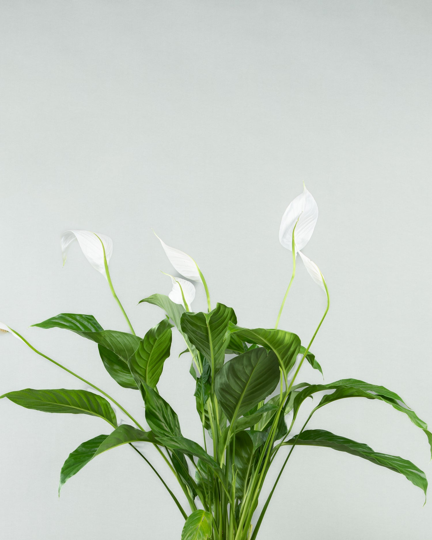 Spathiphyllum Elegance in Assorted Concrete Pottery Collection