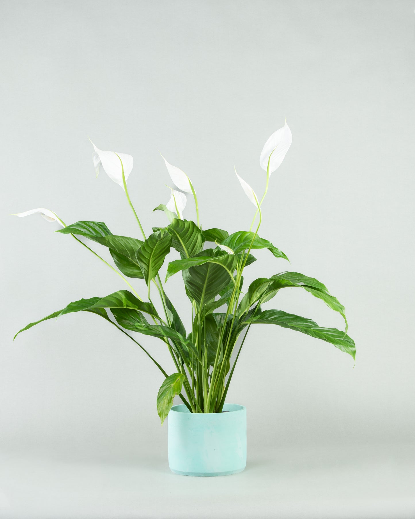 Spathiphyllum Elegance in Assorted Concrete Pottery Collection