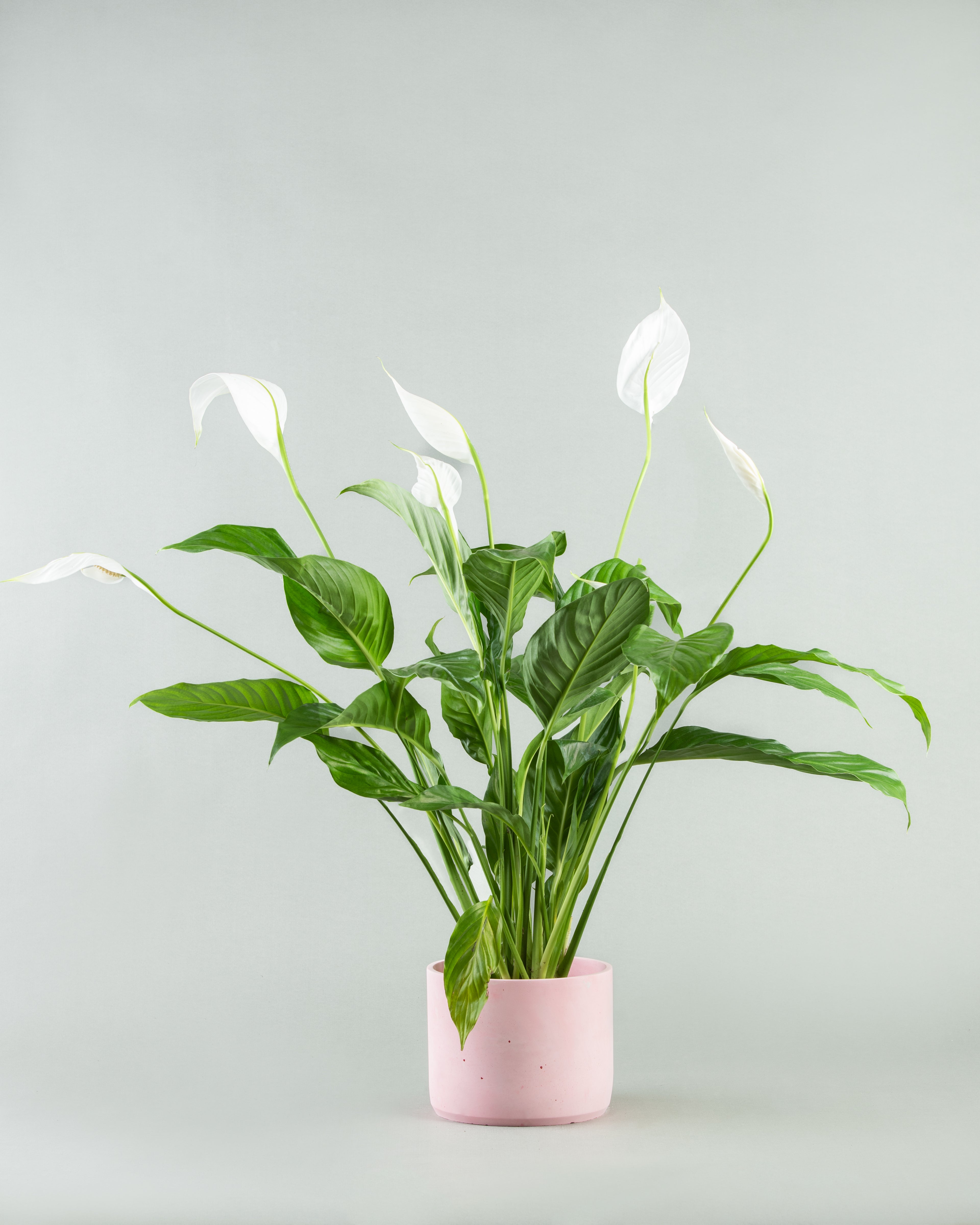 Spathiphyllum Elegance in Assorted Concrete Pottery Collection