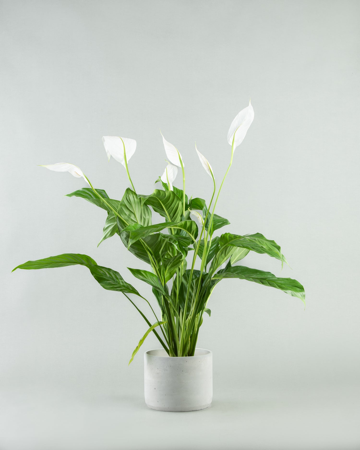 Spathiphyllum Elegance in Assorted Concrete Pottery Collection