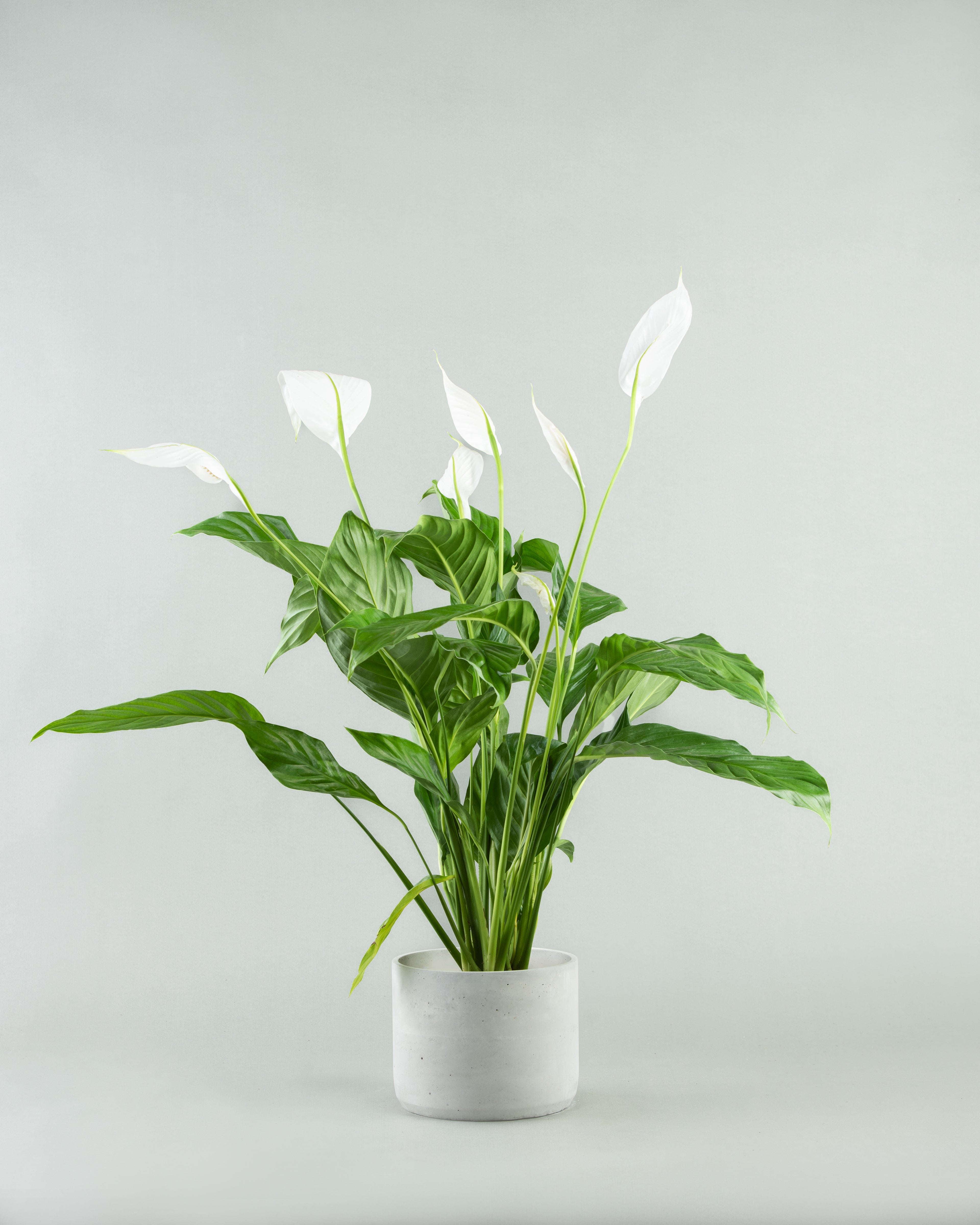 Spathiphyllum Elegance in Assorted Concrete Pottery Collection