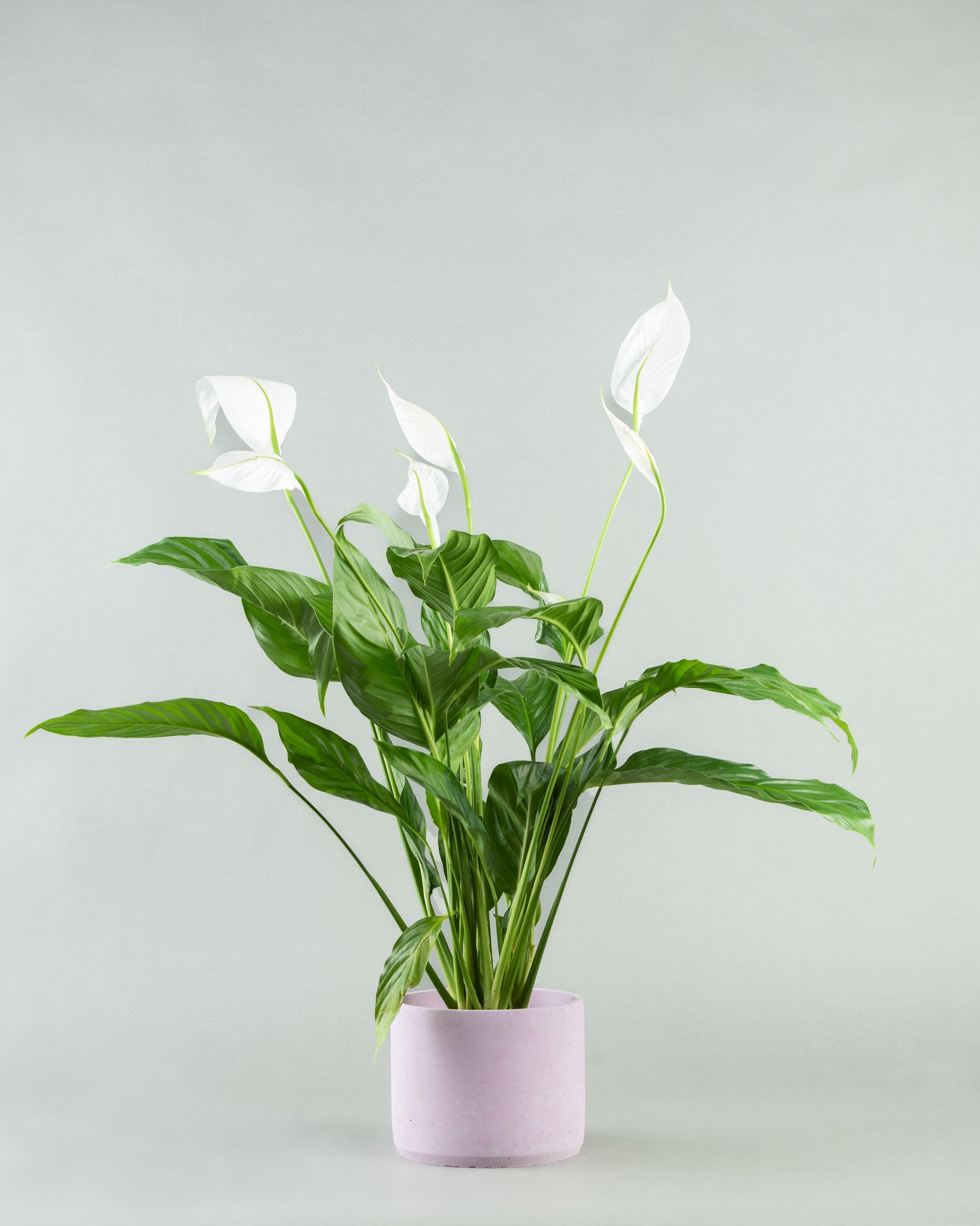 Spathiphyllum Elegance in Assorted Concrete Pottery Collection