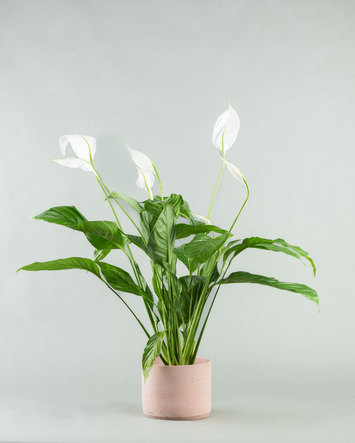 Spathiphyllum Elegance in Assorted Concrete Pottery Collection