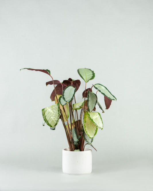 Calathea Roseopicta Majesty in Multi-Colored Pottery