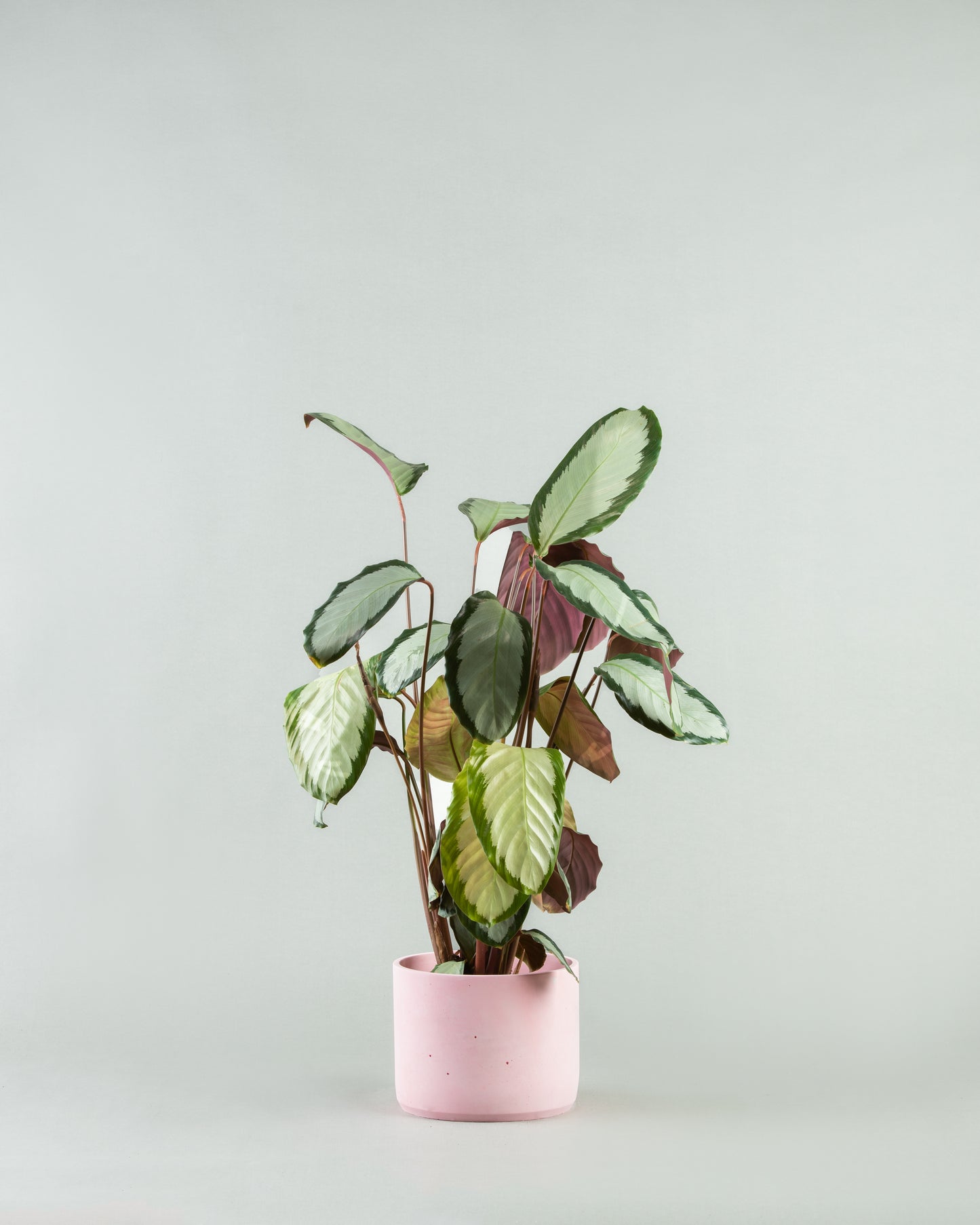 Calathea Roseopicta Majesty in Multi-Colored Pottery