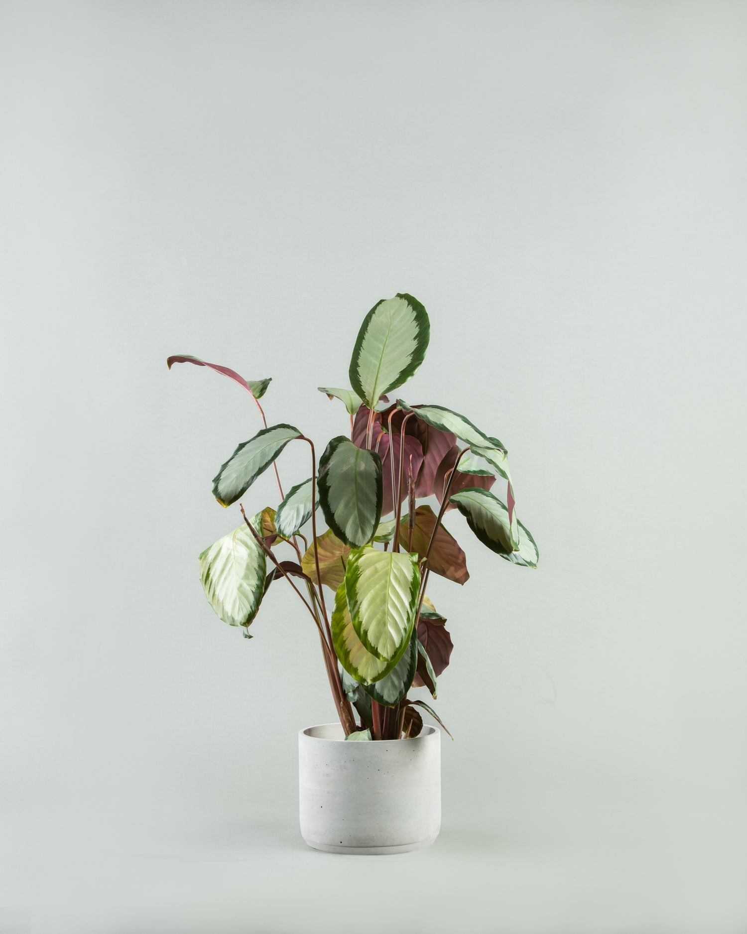 Calathea Roseopicta Majesty in Multi-Colored Pottery