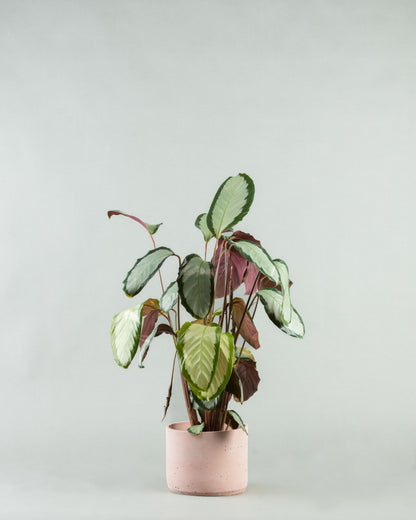 Calathea Roseopicta Majesty in Multi-Colored Pottery