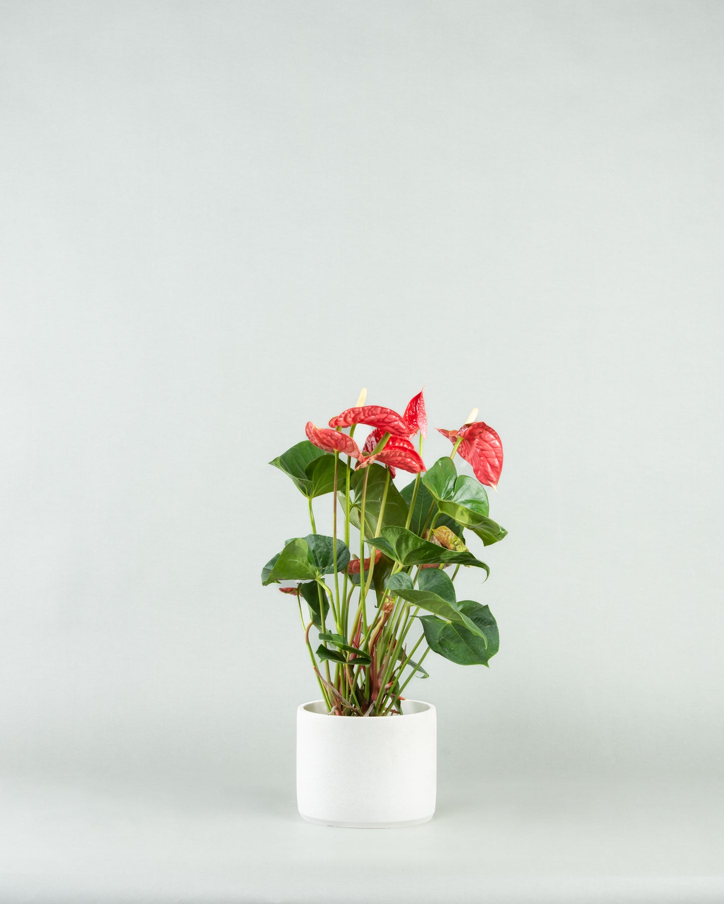 Tropical Anthurium Array in Diverse Colored Pottery