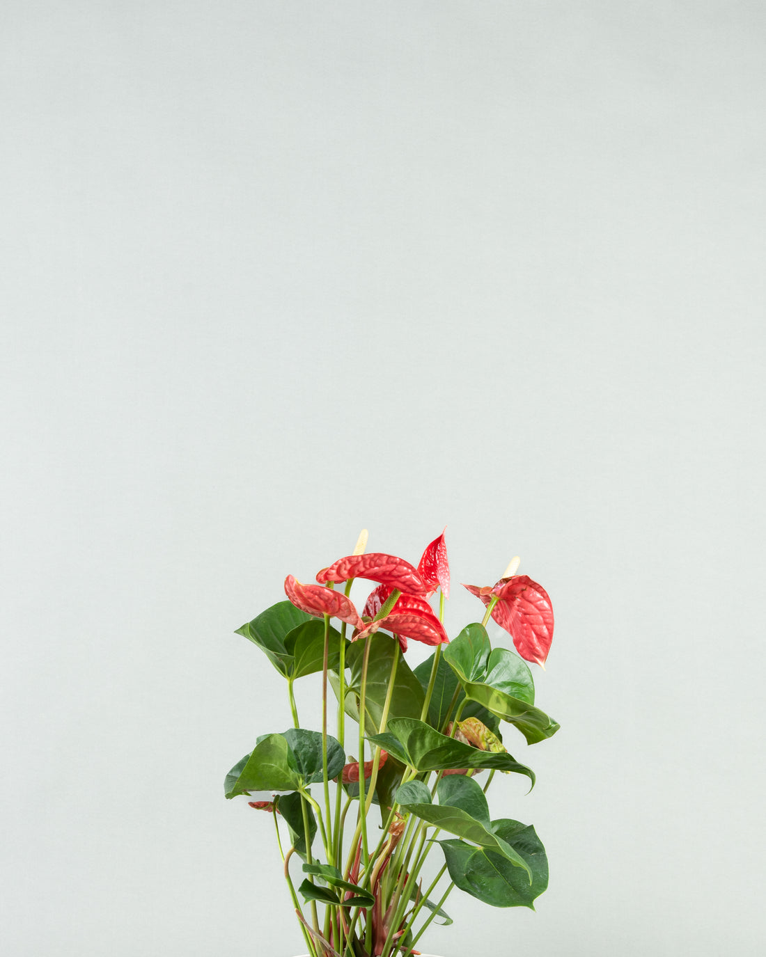 Tropical Anthurium Array in Diverse Colored Pottery