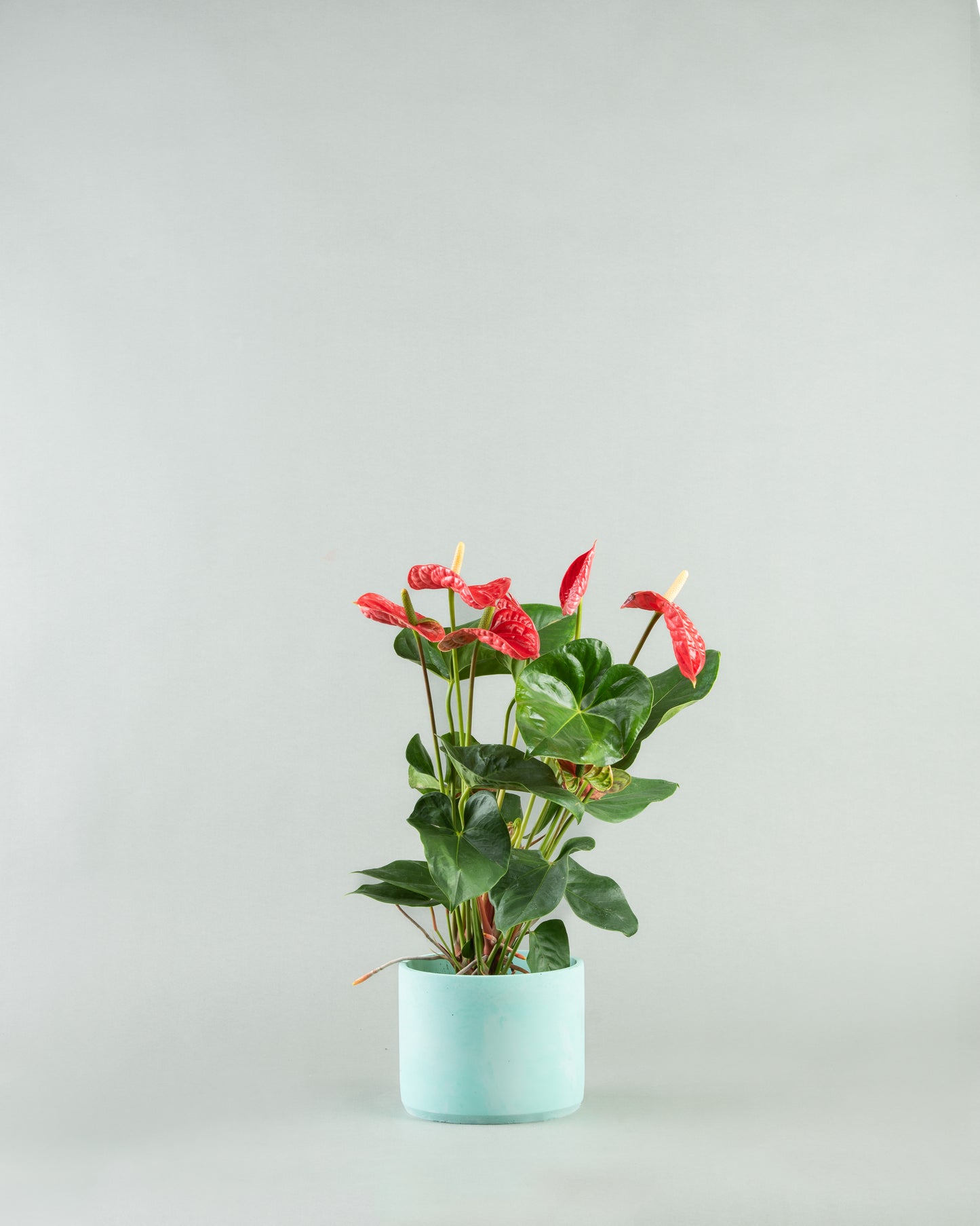 Tropical Anthurium Array in Diverse Colored Pottery