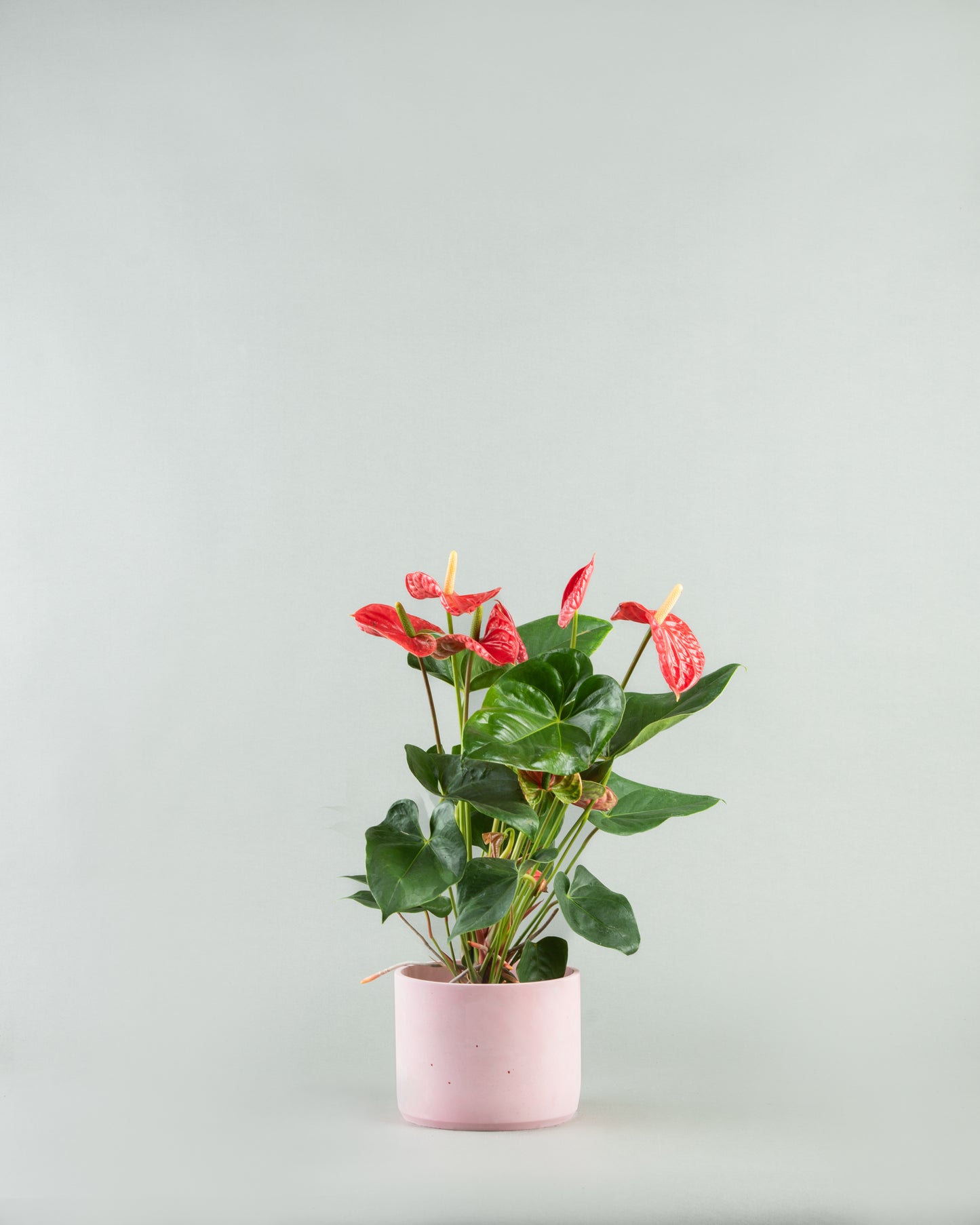 Tropical Anthurium Array in Diverse Colored Pottery