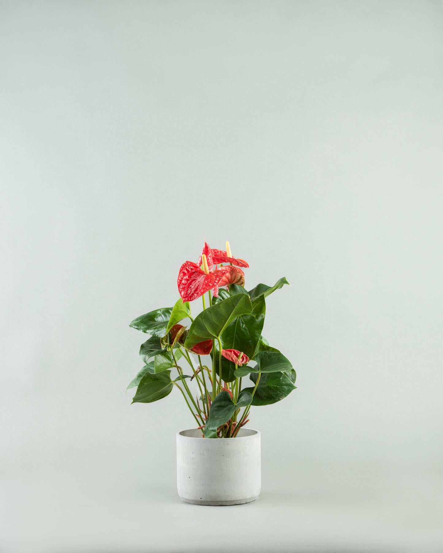 Tropical Anthurium Array in Diverse Colored Pottery