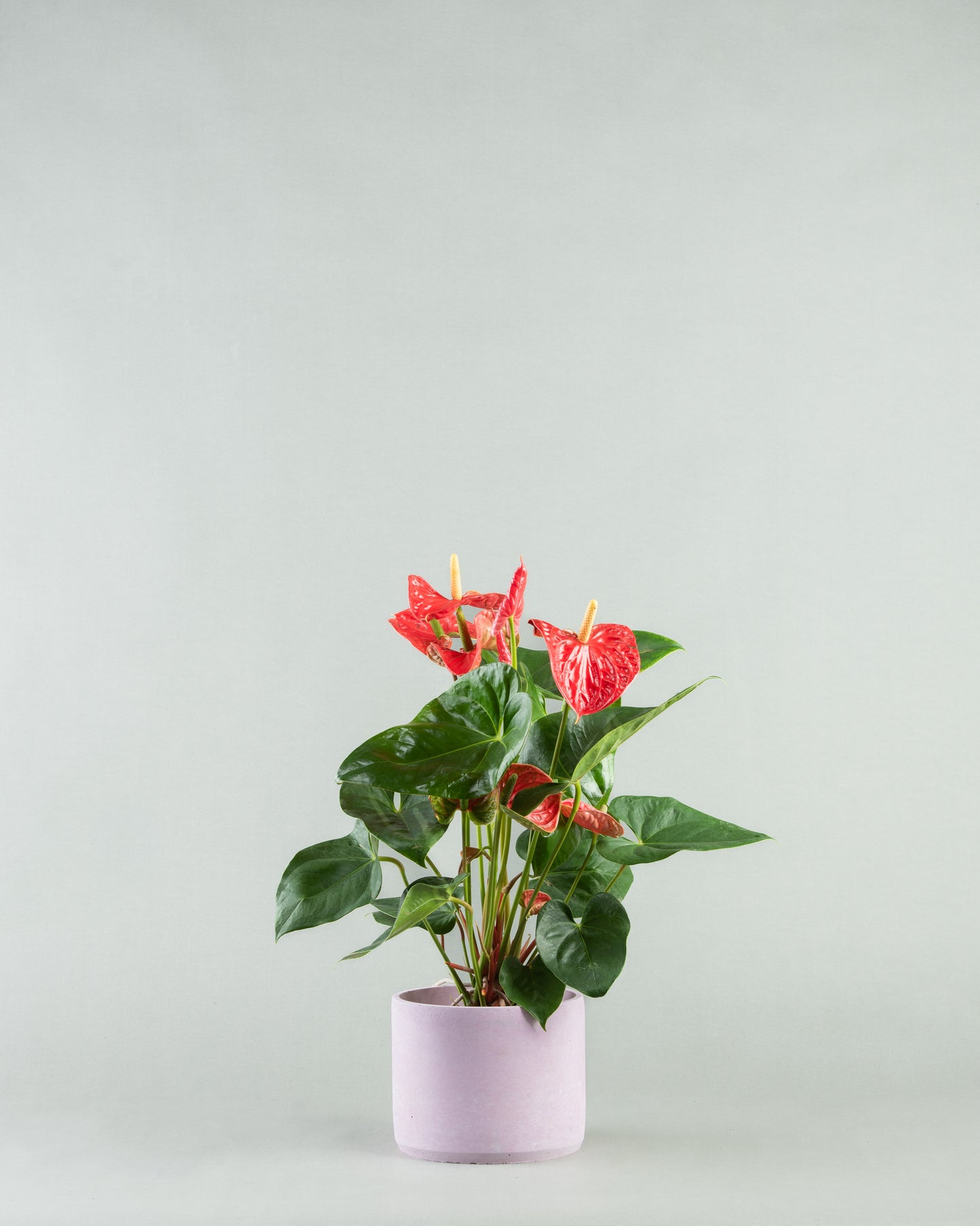 Tropical Anthurium Array in Diverse Colored Pottery