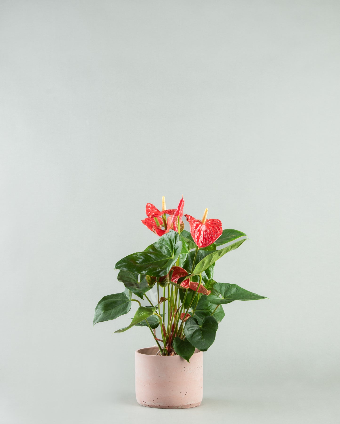 Tropical Anthurium Array in Diverse Colored Pottery